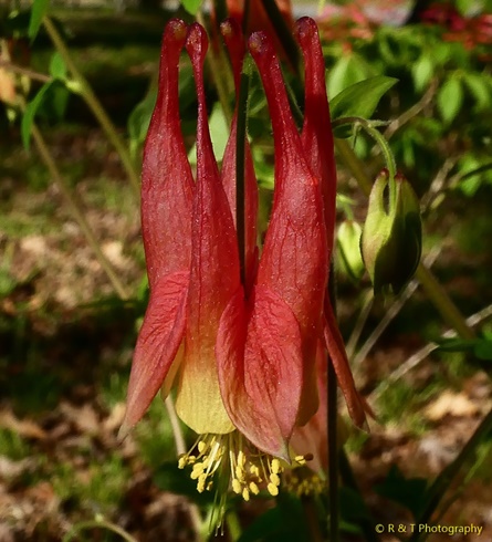 {Aquilegia canadensis}